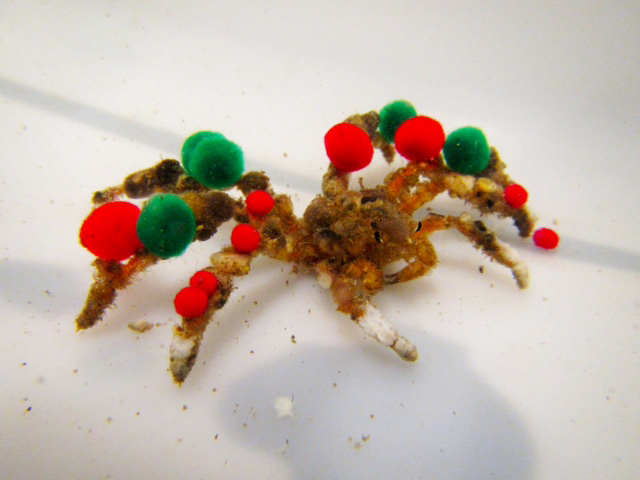 red and green decorator crab